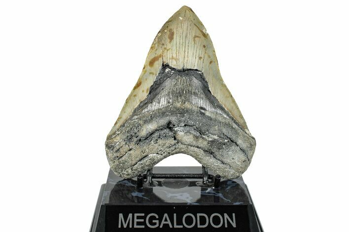 Serrated, Fossil Megalodon Tooth - North Carolina #272399